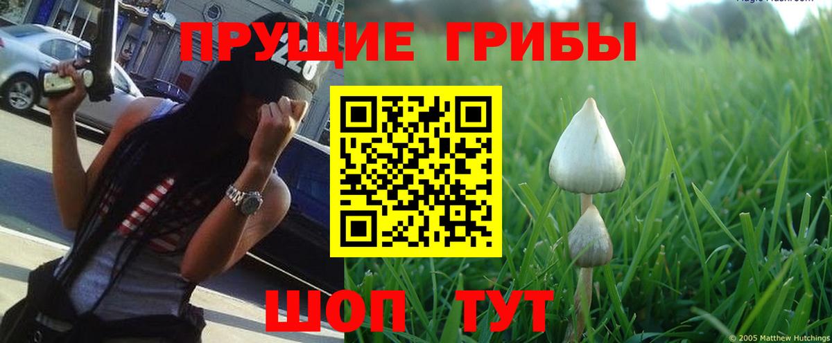 Щёлково  Галлюциногенные грибы MAGIC MUSHROOMS  Вход с VPN 